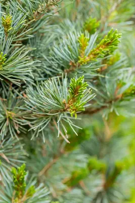 Pinus parviflora 'Negishi' (Japanse witte den 'Negishi') - afbeelding 10