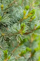 Pinus parviflora 'Negishi' (Japanse witte den 'Negishi') - afbeelding 10
