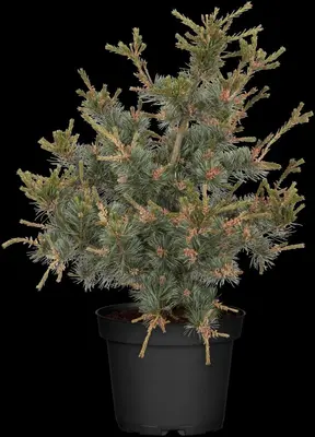 Pinus parviflora 'Negishi' (Japanse witte den 'Negishi') - afbeelding 4