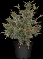 Pinus parviflora 'Negishi' (Japanse witte den 'Negishi') - afbeelding 4