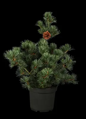 Pinus parviflora 'Negishi' (Japanse witte den 'Negishi') - afbeelding 1