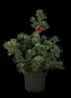 Pinus parviflora 'Negishi' (Japanse witte den 'Negishi') - afbeelding 1