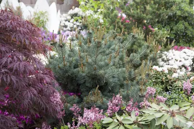 Pinus parviflora 'Negishi' (Japanse witte den 'Negishi') - afbeelding 2