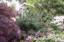 Pinus parviflora 'Negishi' (Japanse witte den 'Negishi') - afbeelding 2