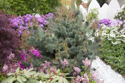 Pinus parviflora 'Negishi' (Japanse witte den 'Negishi') - afbeelding 3