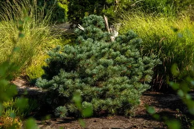 Pinus parviflora 'Negishi' (Japanse witte den 'Negishi') - afbeelding 5
