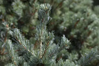 Pinus parviflora 'Negishi' (Japanse witte den 'Negishi') - afbeelding 6