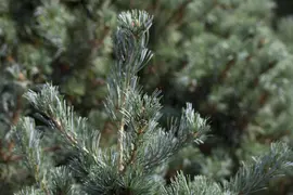 Pinus parviflora 'Negishi' (Japanse witte den 'Negishi') - afbeelding 6