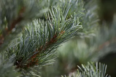 Pinus parviflora 'Negishi' (Japanse witte den 'Negishi') - afbeelding 7