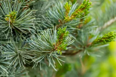 Pinus parviflora 'Negishi' (Japanse witte den 'Negishi') - afbeelding 9