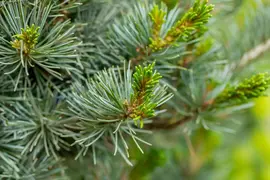 Pinus parviflora 'Negishi' (Japanse witte den 'Negishi') - afbeelding 9