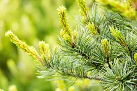 Pinus parviflora 'Negishi' (Japanse witte den 'Negishi') - afbeelding 11