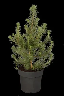 Pinus pinea (Pijnboom) - afbeelding 1