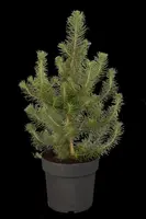 Pinus pinea (Pijnboom) - afbeelding 1