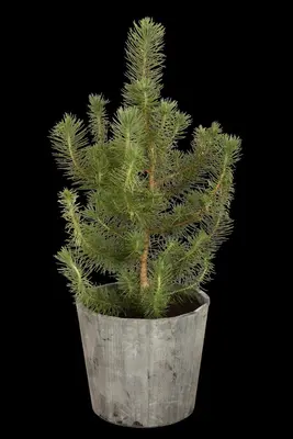 Pinus pinea (Pijnboom) - afbeelding 2