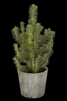 Pinus pinea (Pijnboom) - afbeelding 2