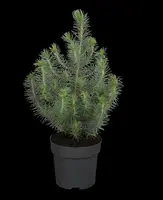 Pinus pinea (Pijnboom) - afbeelding 3