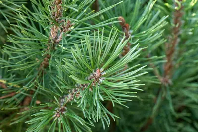 Pinus pinea (Pijnboom) - afbeelding 4