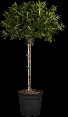 Pittosporum tobira 'Nana' (Australische laurier 'Nana') - afbeelding 1