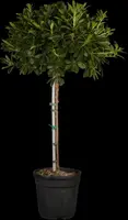 Pittosporum tobira 'Nana' (Australische laurier 'Nana') - afbeelding 1