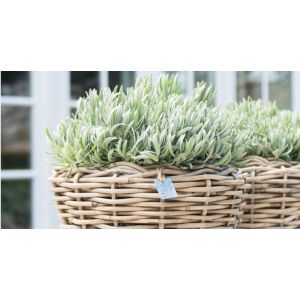 Plantenmanden buiten
