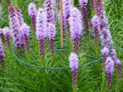 Plantensteunen rond d40cm groen 3st - afbeelding 2