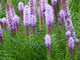 Plantensteunen rond d40cm groen 3st - afbeelding 2