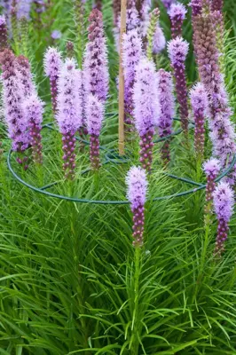 Plantensteunen rond d40cm groen 3st - afbeelding 4