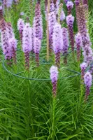 Plantensteunen rond d40cm groen 3st - afbeelding 4