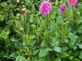 Plantensteunen vario d30/40cm 3st - afbeelding 3