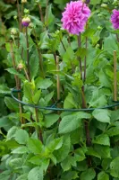 Plantensteunen vario d30/40cm 3st - afbeelding 4