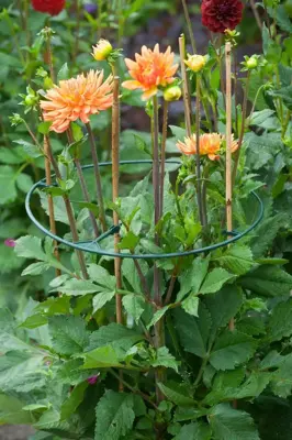 Plantensteunen vario d30/40cm 3st - afbeelding 5