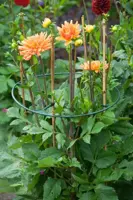 Plantensteunen vario d30/40cm 3st - afbeelding 5