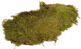 Plat mos 80g w.raffia strik natuur - afbeelding 1