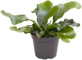 Platycerium bifurcatum 15cm - afbeelding 1