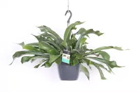 Platycerium bifurcatum (Hertshoornvaren) 35cm - afbeelding 1