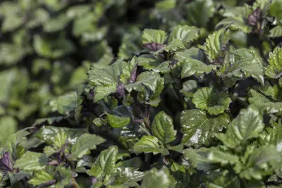 Plectranthus (Plectranthus) - afbeelding 2