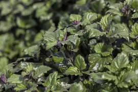 Plectranthus (Plectranthus) - afbeelding 2