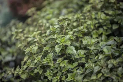 Plectranthus (Plectranthus) - afbeelding 3