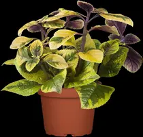 Plectranthus (Plectranthus) - afbeelding 7
