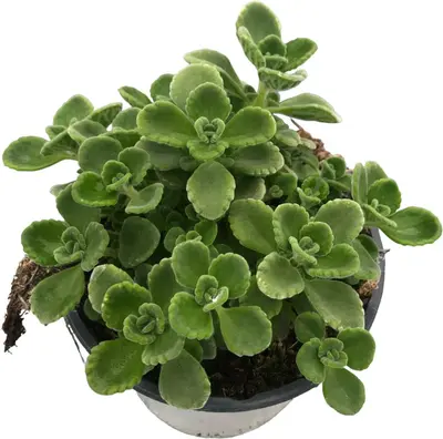 Plectranthus (Plectranthus) - afbeelding 1