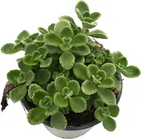 Plectranthus (Plectranthus) - afbeelding 1