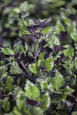 Plectranthus (Plectranthus) - afbeelding 4