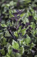 Plectranthus (Plectranthus) - afbeelding 4