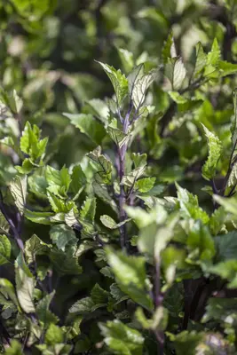Plectranthus (Plectranthus) - afbeelding 5