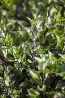 Plectranthus (Plectranthus) - afbeelding 5
