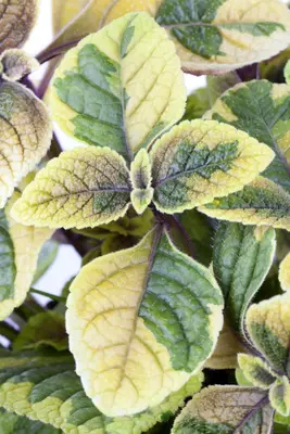 Plectranthus (Plectranthus) - afbeelding 8