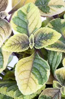 Plectranthus (Plectranthus) - afbeelding 8