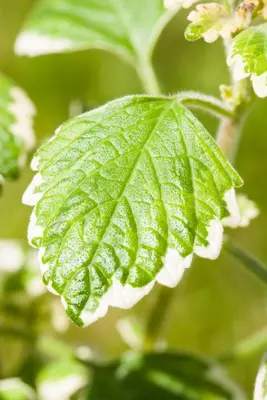 Plectranthus (Plectranthus) - afbeelding 9