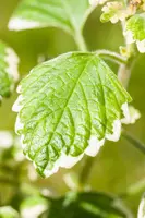 Plectranthus (Plectranthus) - afbeelding 9